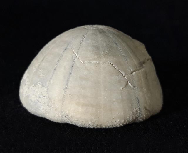 Camerogalerus cylindricus (LAMARCK 1816) - Bild © FossNet FossilienStore